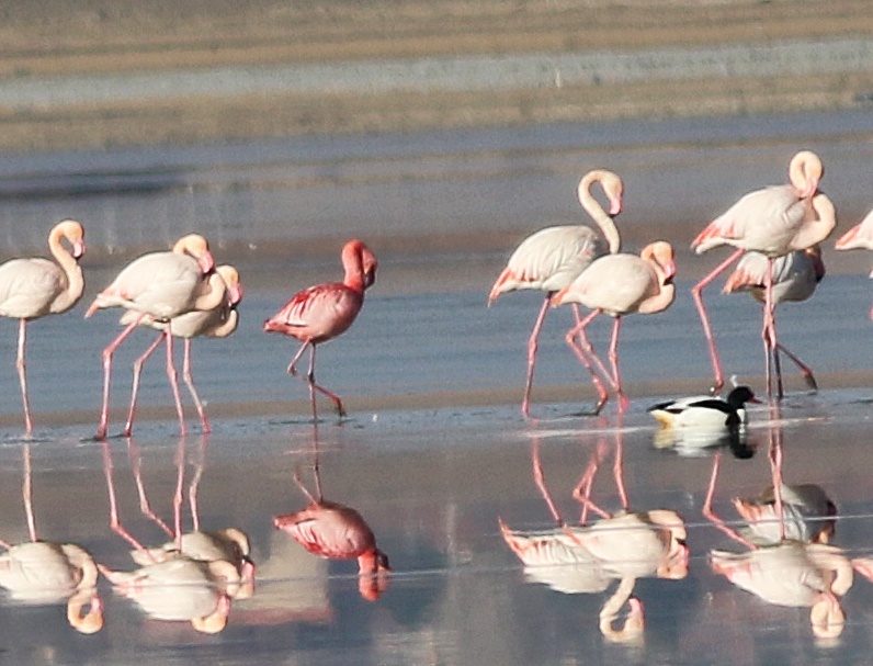 Lesser Flamingo